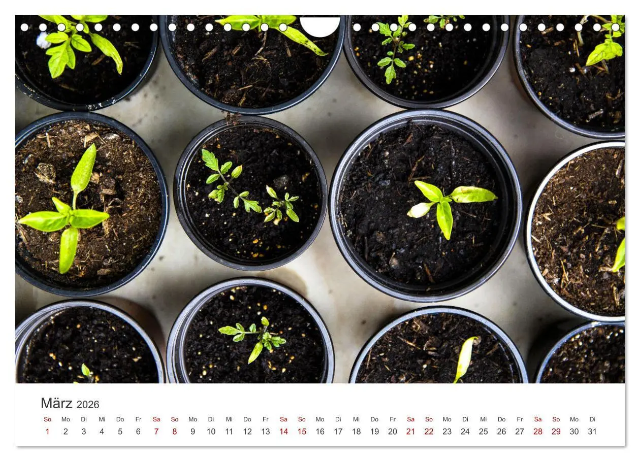 Bild: 9783457560945 | Frisches aus dem Gemüsegarten (Wandkalender 2026 DIN A4 quer),...