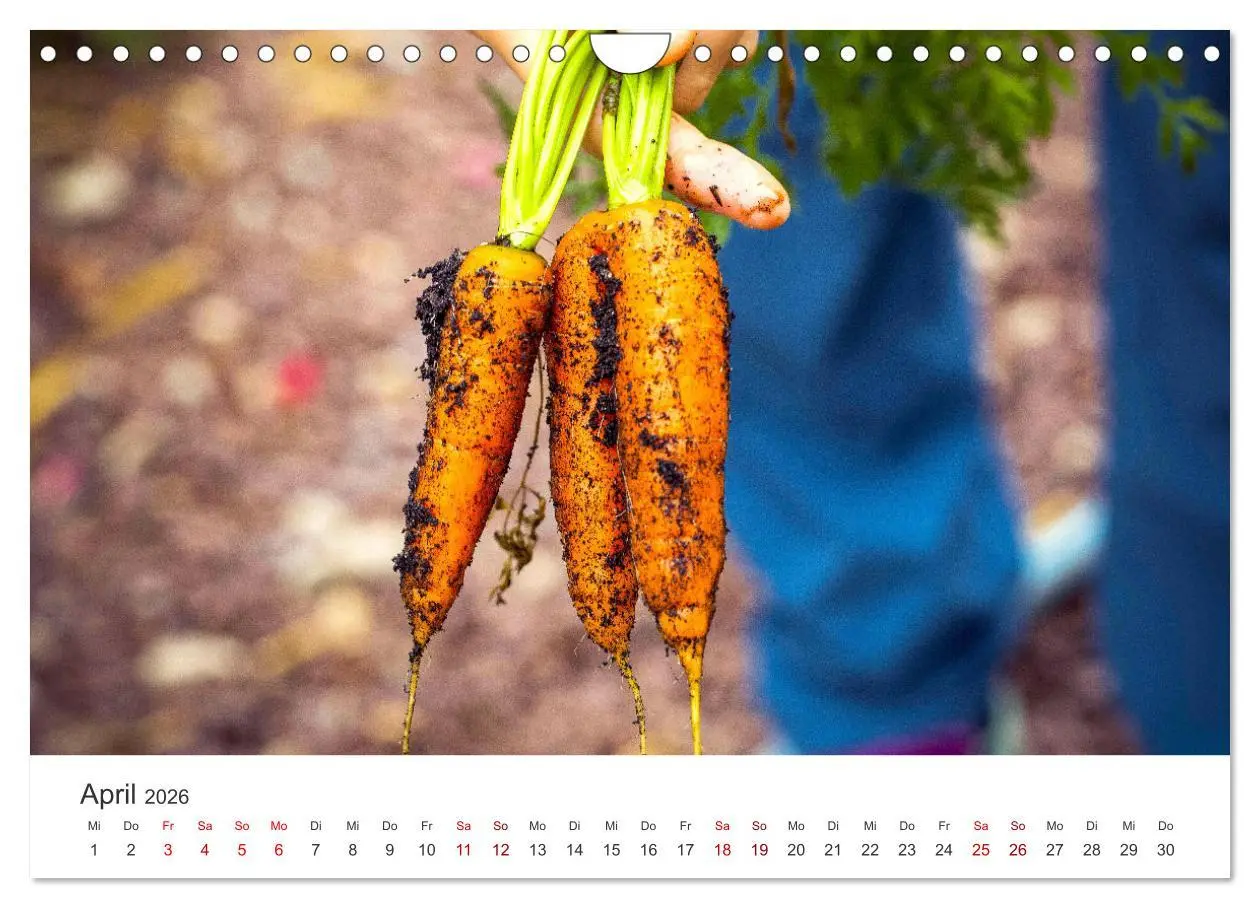 Bild: 9783457560945 | Frisches aus dem Gemüsegarten (Wandkalender 2026 DIN A4 quer),...