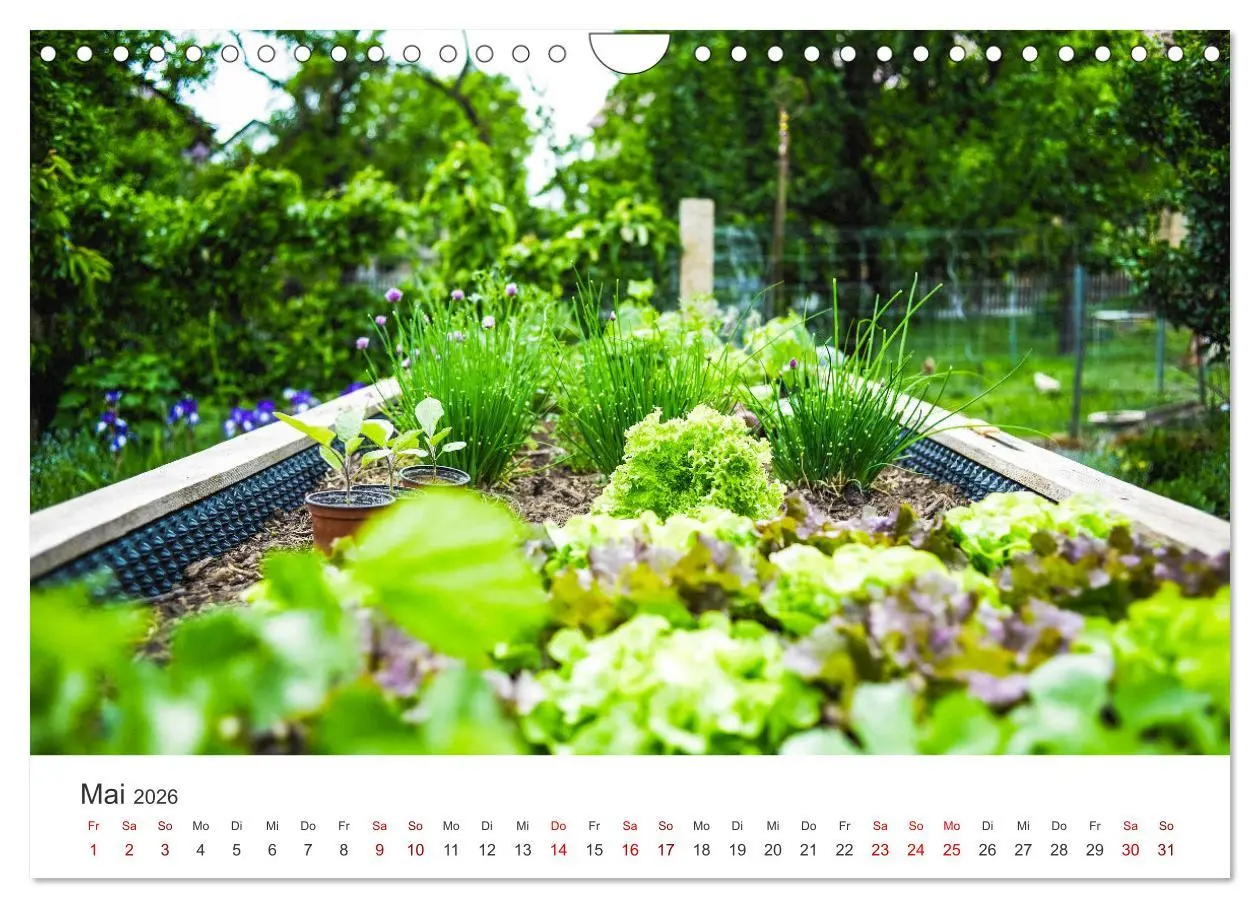 Bild: 9783457560945 | Frisches aus dem Gemüsegarten (Wandkalender 2026 DIN A4 quer),...