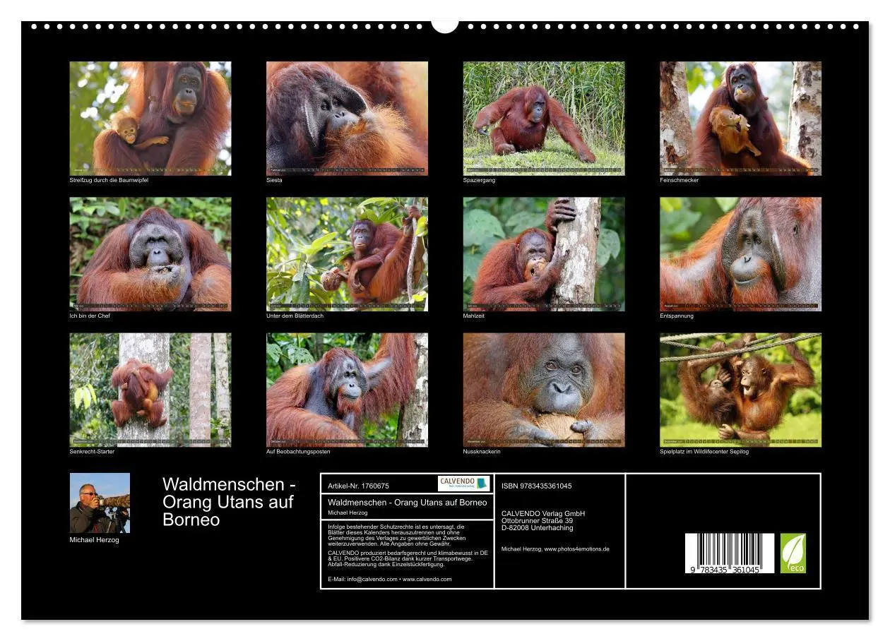 Bild: 9783435361045 | Waldmenschen - Orang Utans auf Borneo (hochwertiger Premium...