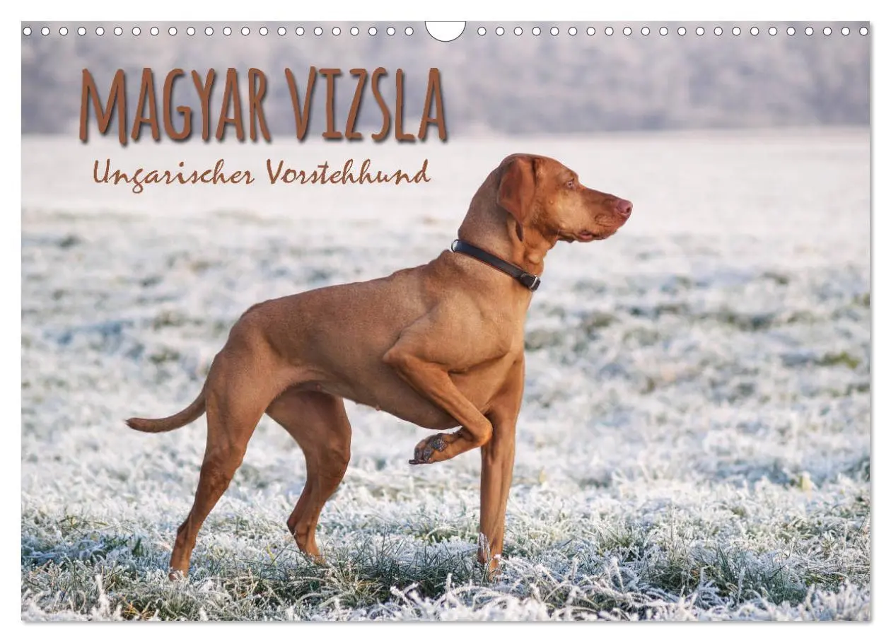 Cover: 9783457821145 | Magyar Vizsla - Ungarischer Vorstehhund (Wandkalender 2026 DIN A3...