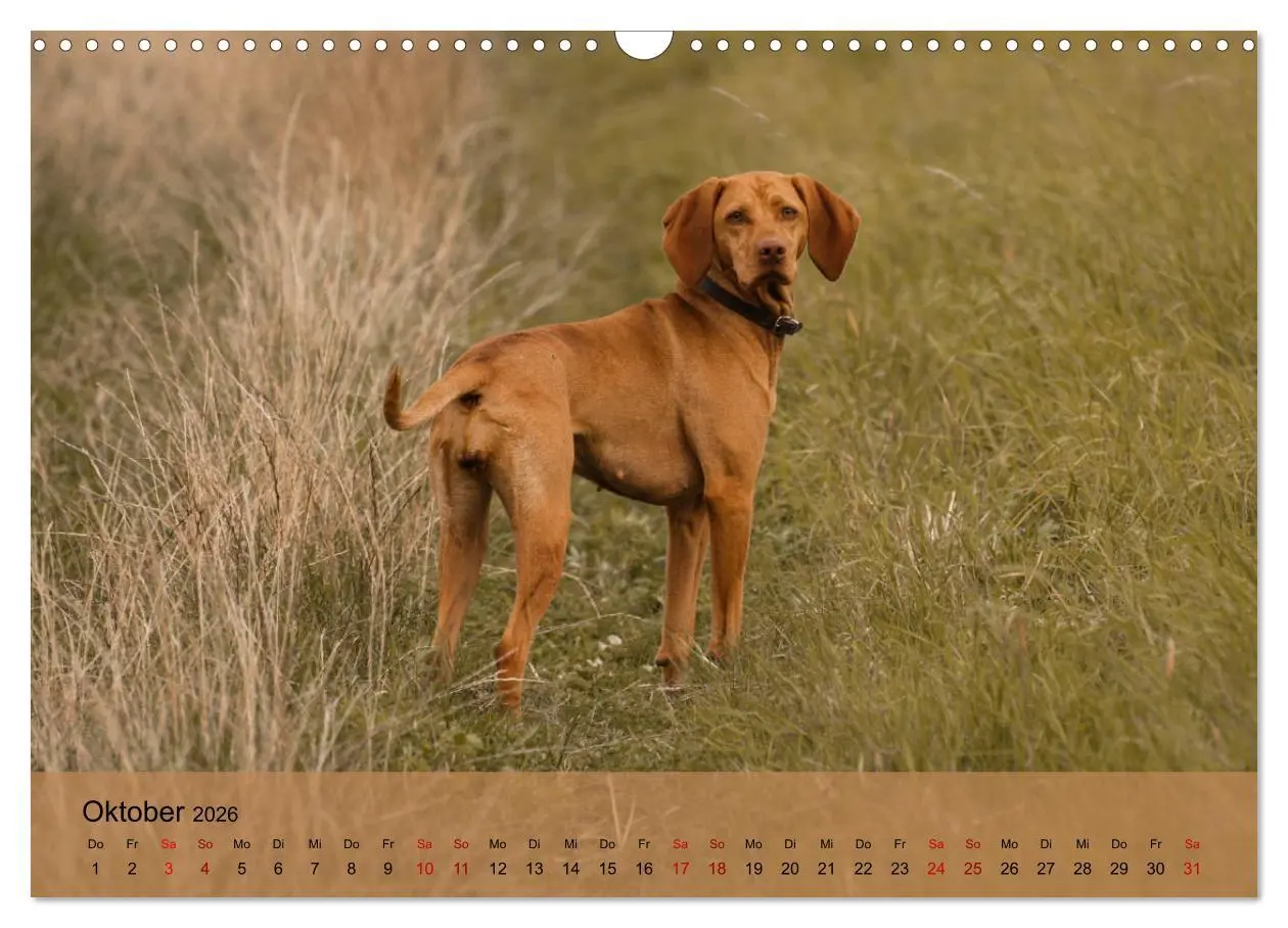 Bild: 9783457821145 | Magyar Vizsla - Ungarischer Vorstehhund (Wandkalender 2026 DIN A3...