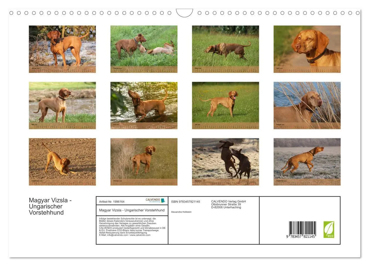 Bild: 9783457821145 | Magyar Vizsla - Ungarischer Vorstehhund (Wandkalender 2026 DIN A3...