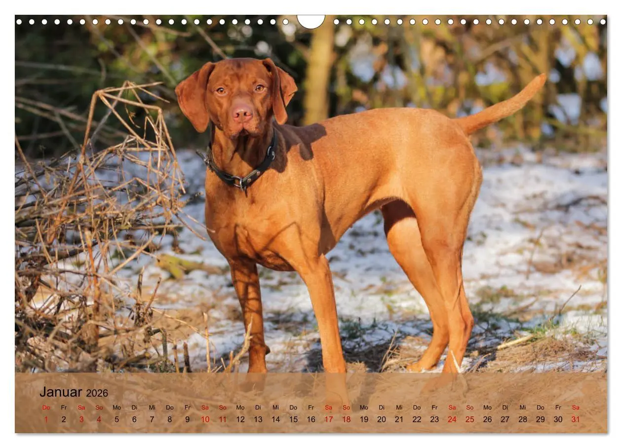 Bild: 9783457821145 | Magyar Vizsla - Ungarischer Vorstehhund (Wandkalender 2026 DIN A3...