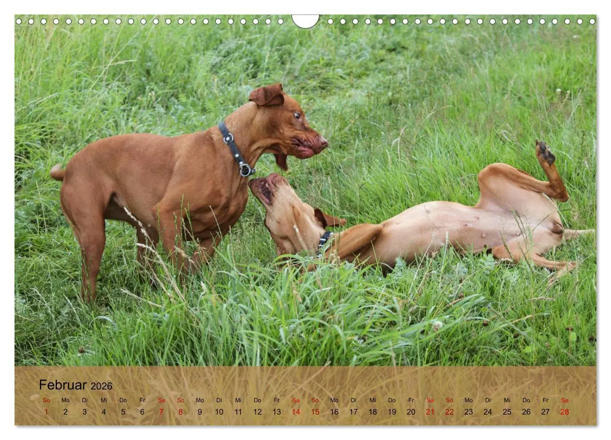 Bild: 9783457821145 | Magyar Vizsla - Ungarischer Vorstehhund (Wandkalender 2026 DIN A3...