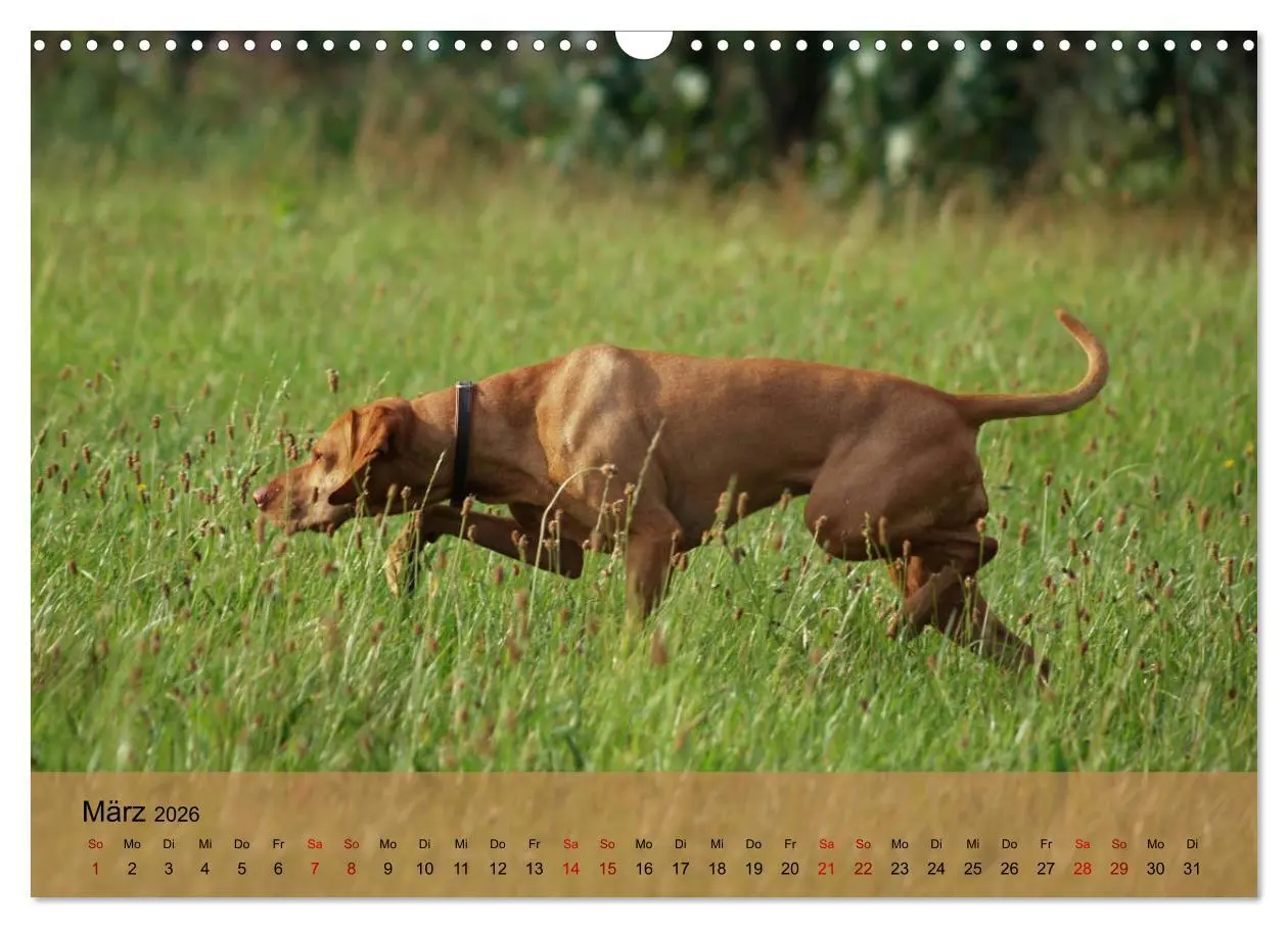 Bild: 9783457821145 | Magyar Vizsla - Ungarischer Vorstehhund (Wandkalender 2026 DIN A3...