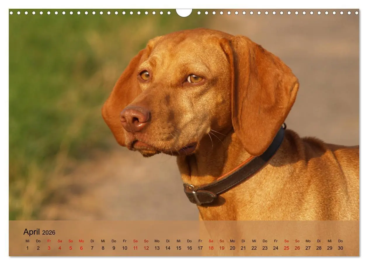 Bild: 9783457821145 | Magyar Vizsla - Ungarischer Vorstehhund (Wandkalender 2026 DIN A3...