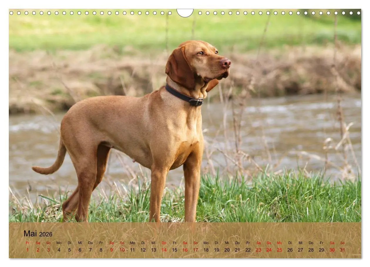 Bild: 9783457821145 | Magyar Vizsla - Ungarischer Vorstehhund (Wandkalender 2026 DIN A3...