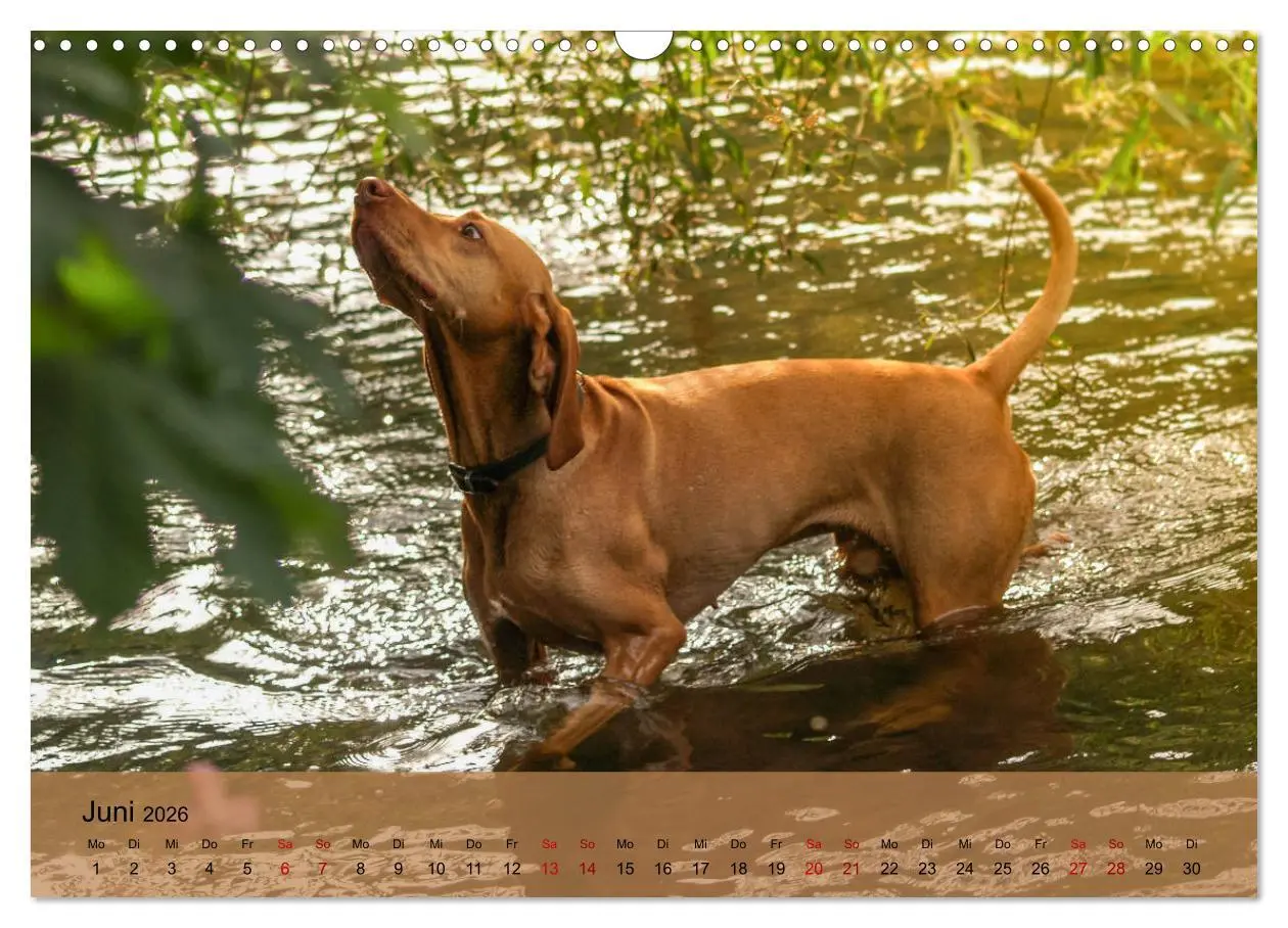 Bild: 9783457821145 | Magyar Vizsla - Ungarischer Vorstehhund (Wandkalender 2026 DIN A3...