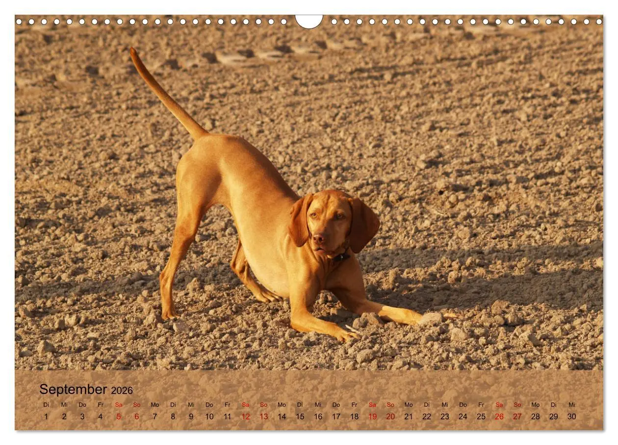 Bild: 9783457821145 | Magyar Vizsla - Ungarischer Vorstehhund (Wandkalender 2026 DIN A3...