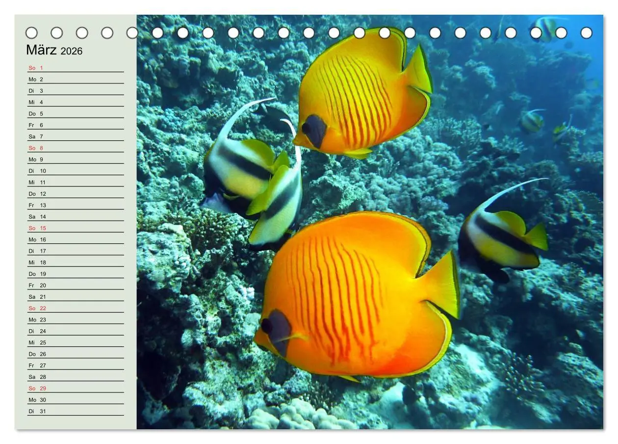 Bild: 9783457991145 | Knallbunte Wasserwelt. Die Welt der Fische (Tischkalender 2026 DIN...