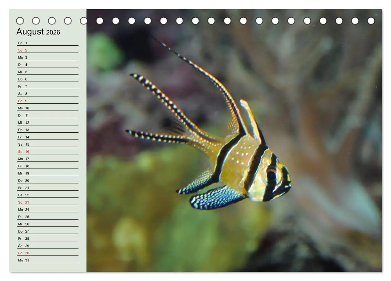 Bild: 9783457991145 | Knallbunte Wasserwelt. Die Welt der Fische (Tischkalender 2026 DIN...