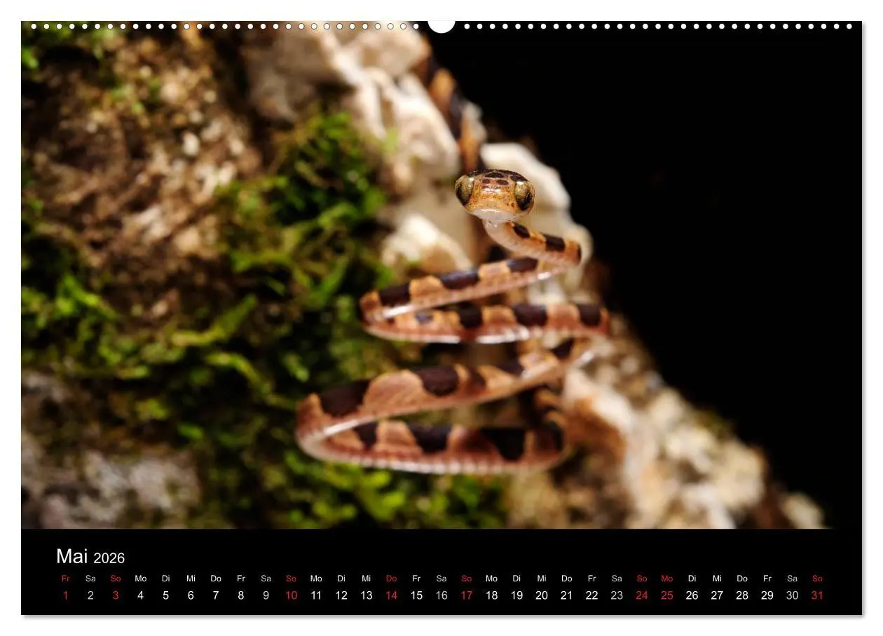 Bild: 9783516151145 | Schlangen (hochwertiger Premium Wandkalender 2026 DIN A2 quer),...