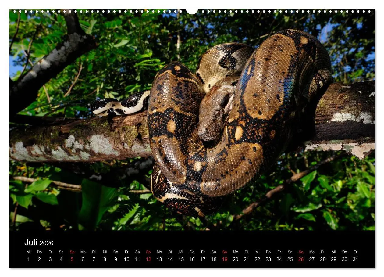 Bild: 9783516151145 | Schlangen (hochwertiger Premium Wandkalender 2026 DIN A2 quer),...