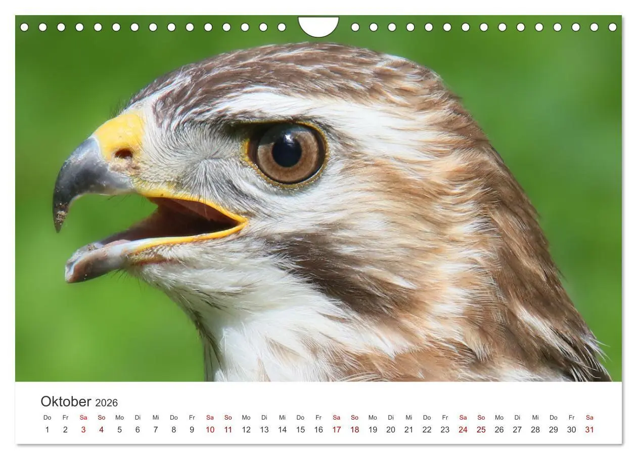 Bild: 9783457801345 | GREIFVOGEL- UND EULENPORTRÄTS (Wandkalender 2026 DIN A4 quer),...