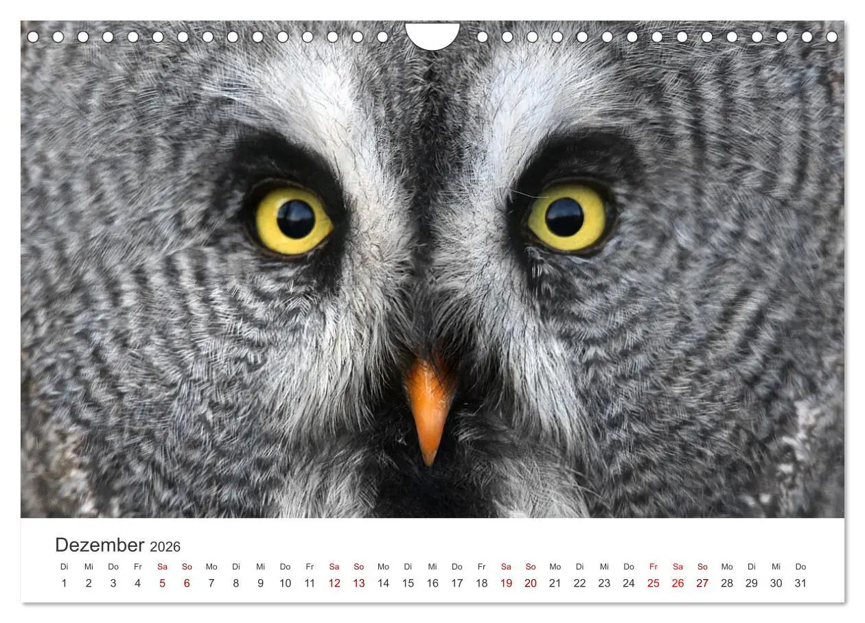 Bild: 9783457801345 | GREIFVOGEL- UND EULENPORTRÄTS (Wandkalender 2026 DIN A4 quer),...