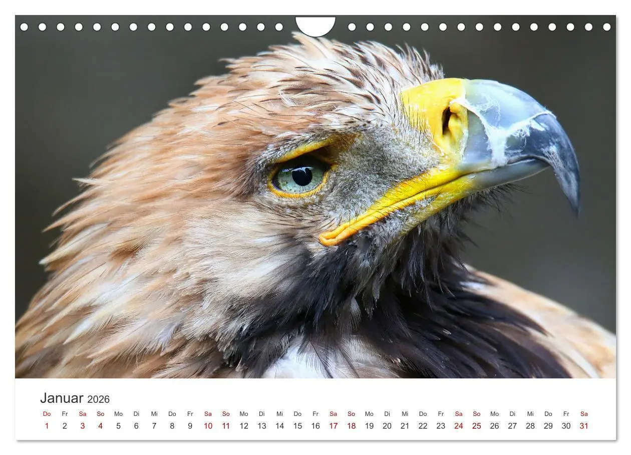 Bild: 9783457801345 | GREIFVOGEL- UND EULENPORTRÄTS (Wandkalender 2026 DIN A4 quer),...