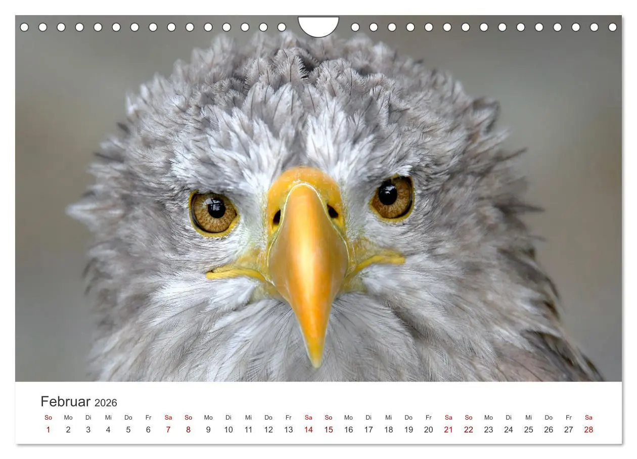 Bild: 9783457801345 | GREIFVOGEL- UND EULENPORTRÄTS (Wandkalender 2026 DIN A4 quer),...