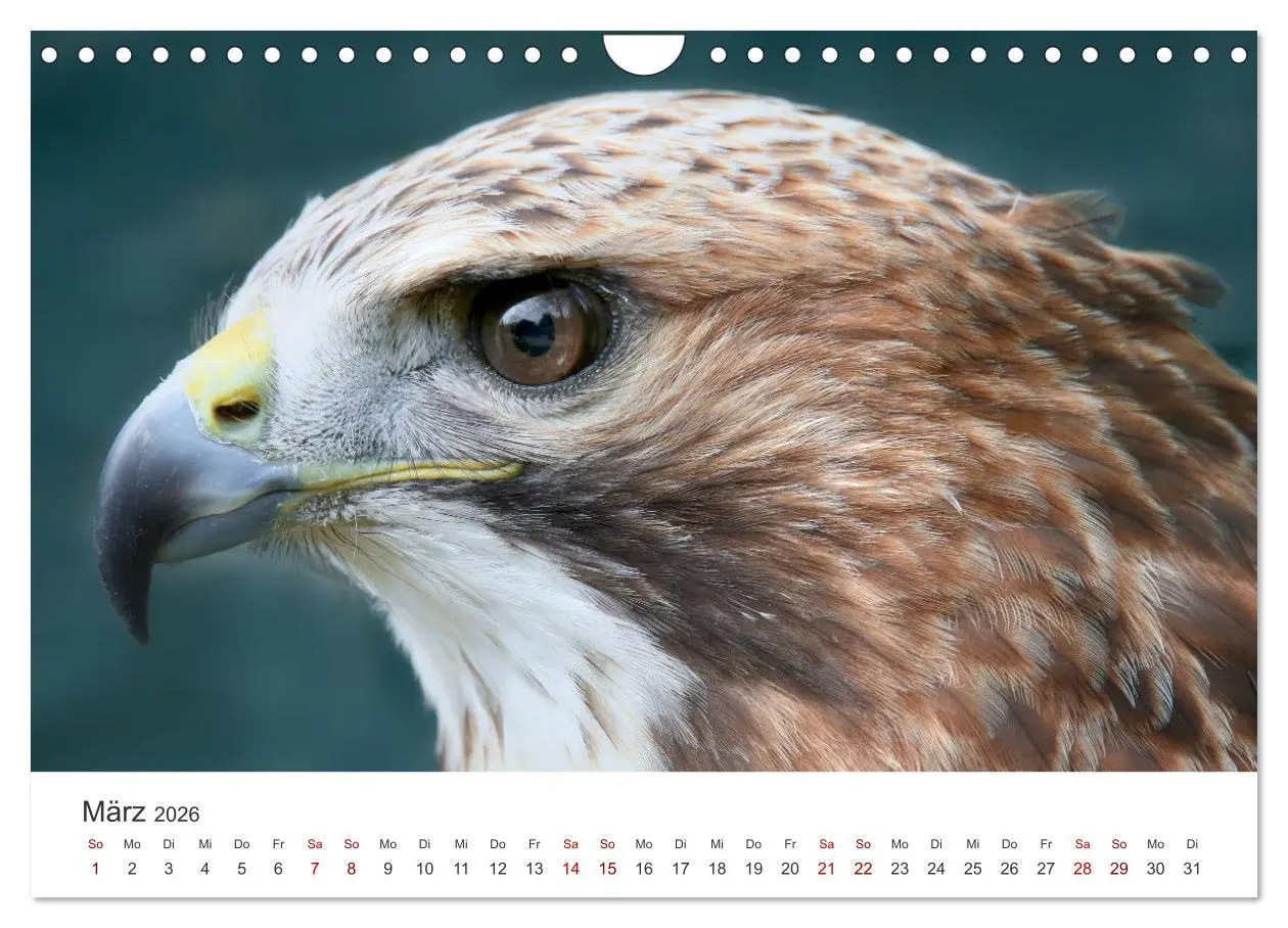 Bild: 9783457801345 | GREIFVOGEL- UND EULENPORTRÄTS (Wandkalender 2026 DIN A4 quer),...