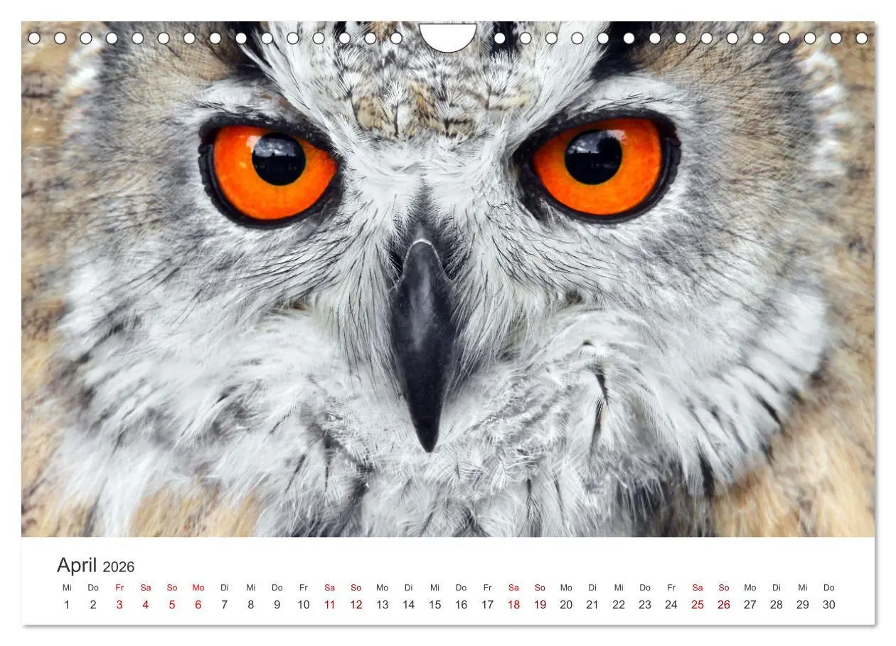 Bild: 9783457801345 | GREIFVOGEL- UND EULENPORTRÄTS (Wandkalender 2026 DIN A4 quer),...