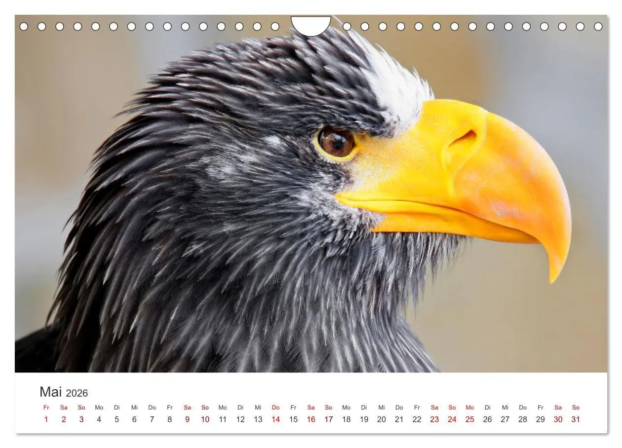 Bild: 9783457801345 | GREIFVOGEL- UND EULENPORTRÄTS (Wandkalender 2026 DIN A4 quer),...