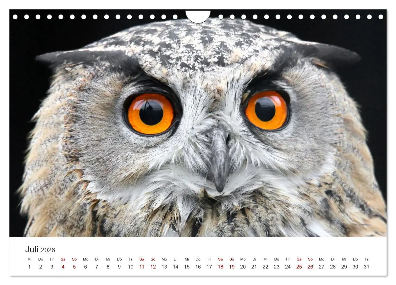 Bild: 9783457801345 | GREIFVOGEL- UND EULENPORTRÄTS (Wandkalender 2026 DIN A4 quer),...