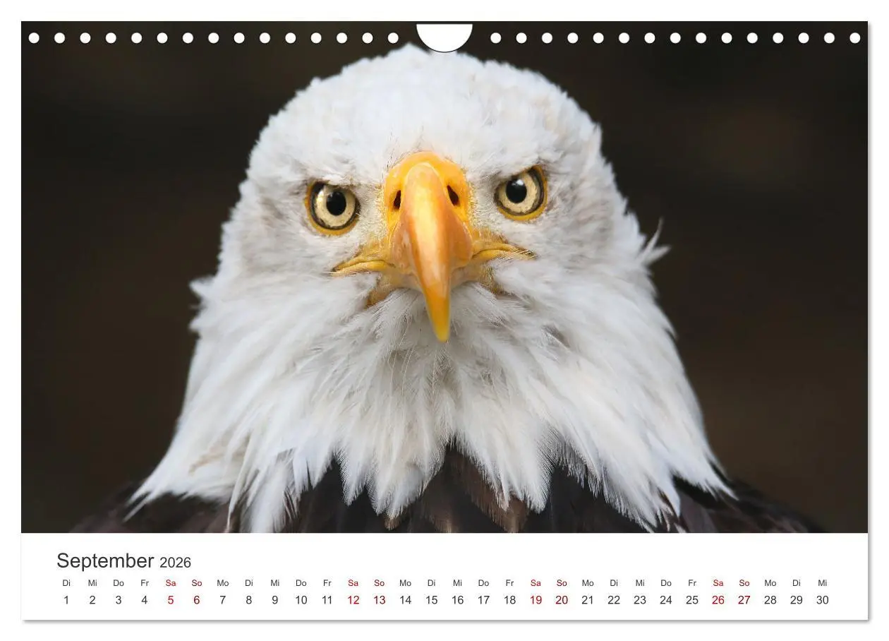 Bild: 9783457801345 | GREIFVOGEL- UND EULENPORTRÄTS (Wandkalender 2026 DIN A4 quer),...