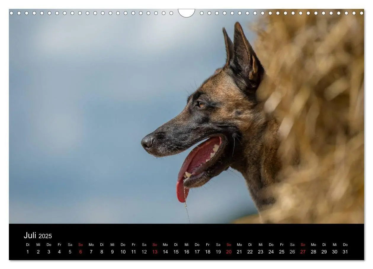 Bild: 9783435631445 | Belgischer Schäferhund - Der Malinois in Action (Wandkalender 2025...