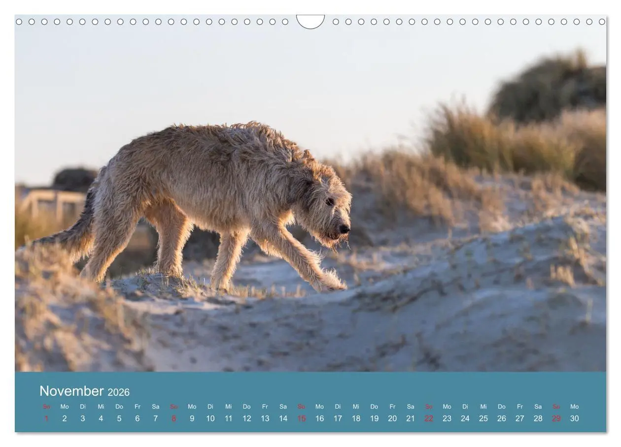 Bild: 9783457891445 | Irische Wolfshunde (Wandkalender 2026 DIN A3 quer), CALVENDO...