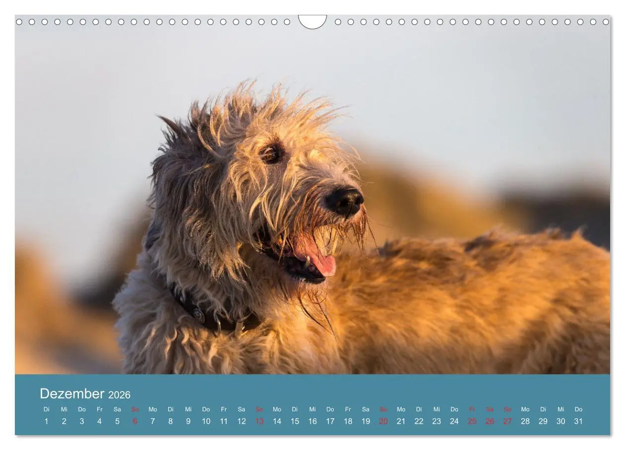 Bild: 9783457891445 | Irische Wolfshunde (Wandkalender 2026 DIN A3 quer), CALVENDO...