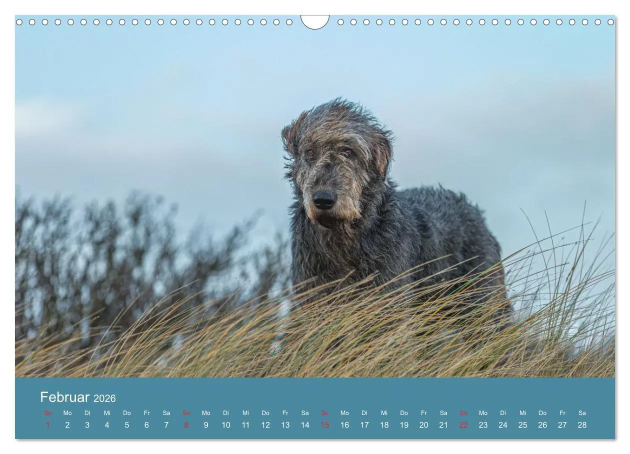 Bild: 9783457891445 | Irische Wolfshunde (Wandkalender 2026 DIN A3 quer), CALVENDO...