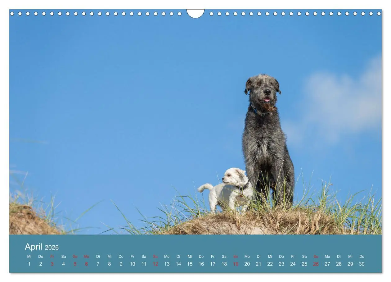 Bild: 9783457891445 | Irische Wolfshunde (Wandkalender 2026 DIN A3 quer), CALVENDO...