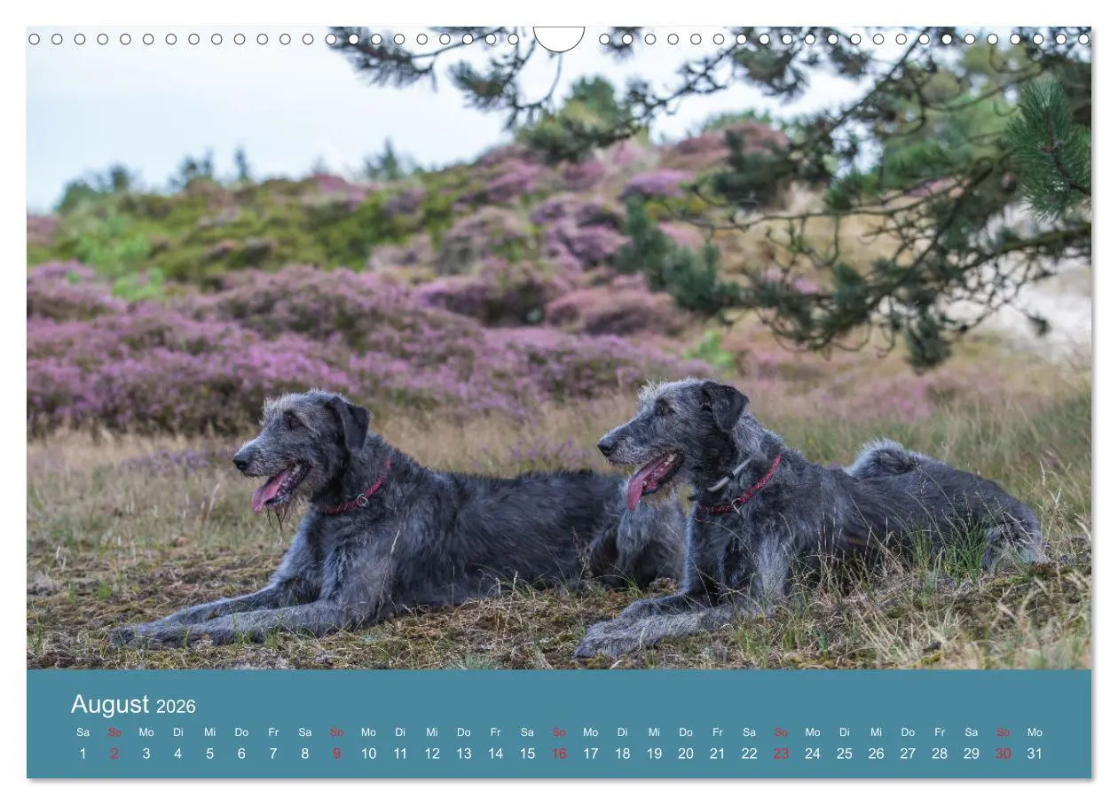 Bild: 9783457891445 | Irische Wolfshunde (Wandkalender 2026 DIN A3 quer), CALVENDO...