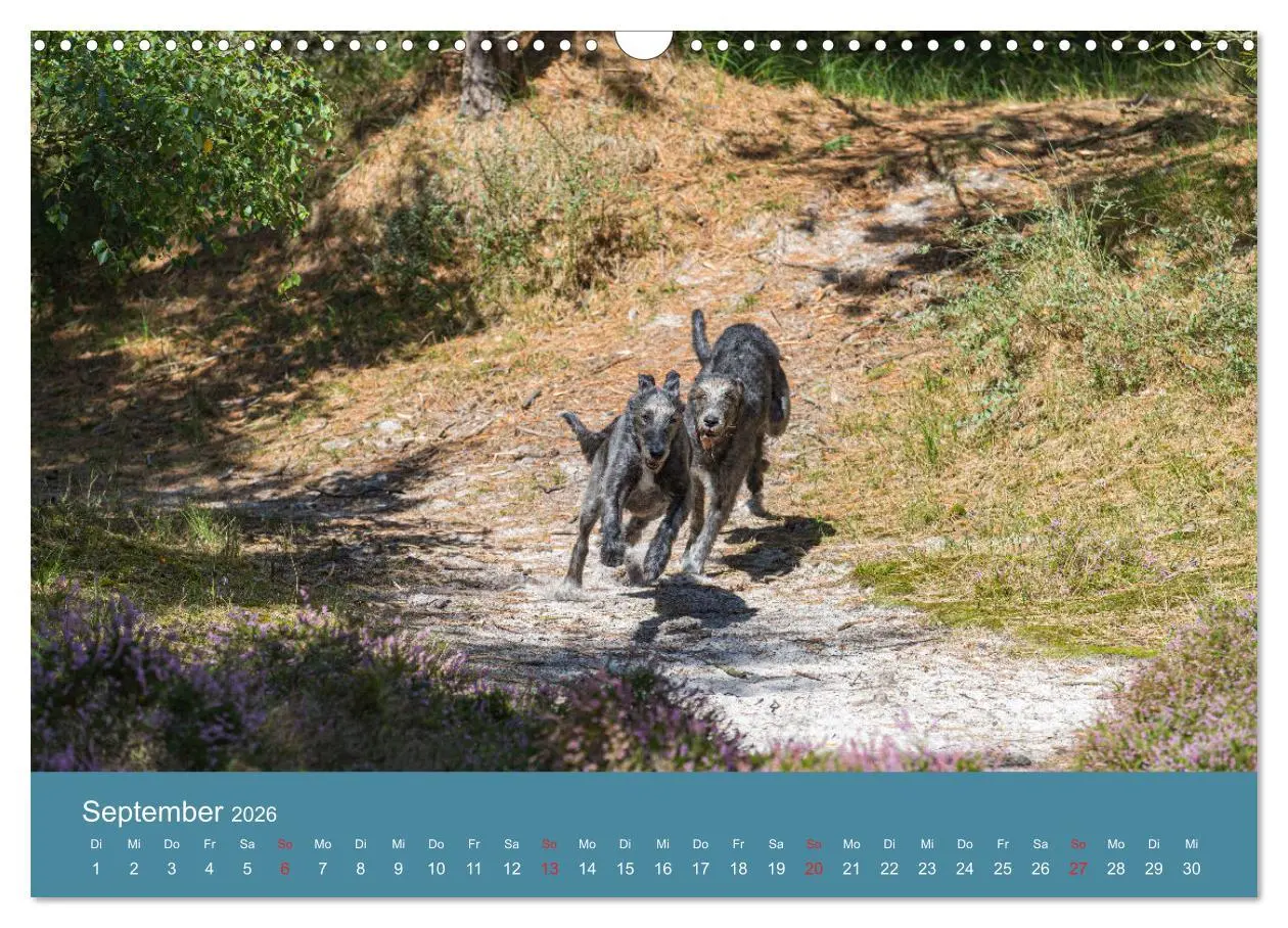 Bild: 9783457891445 | Irische Wolfshunde (Wandkalender 2026 DIN A3 quer), CALVENDO...