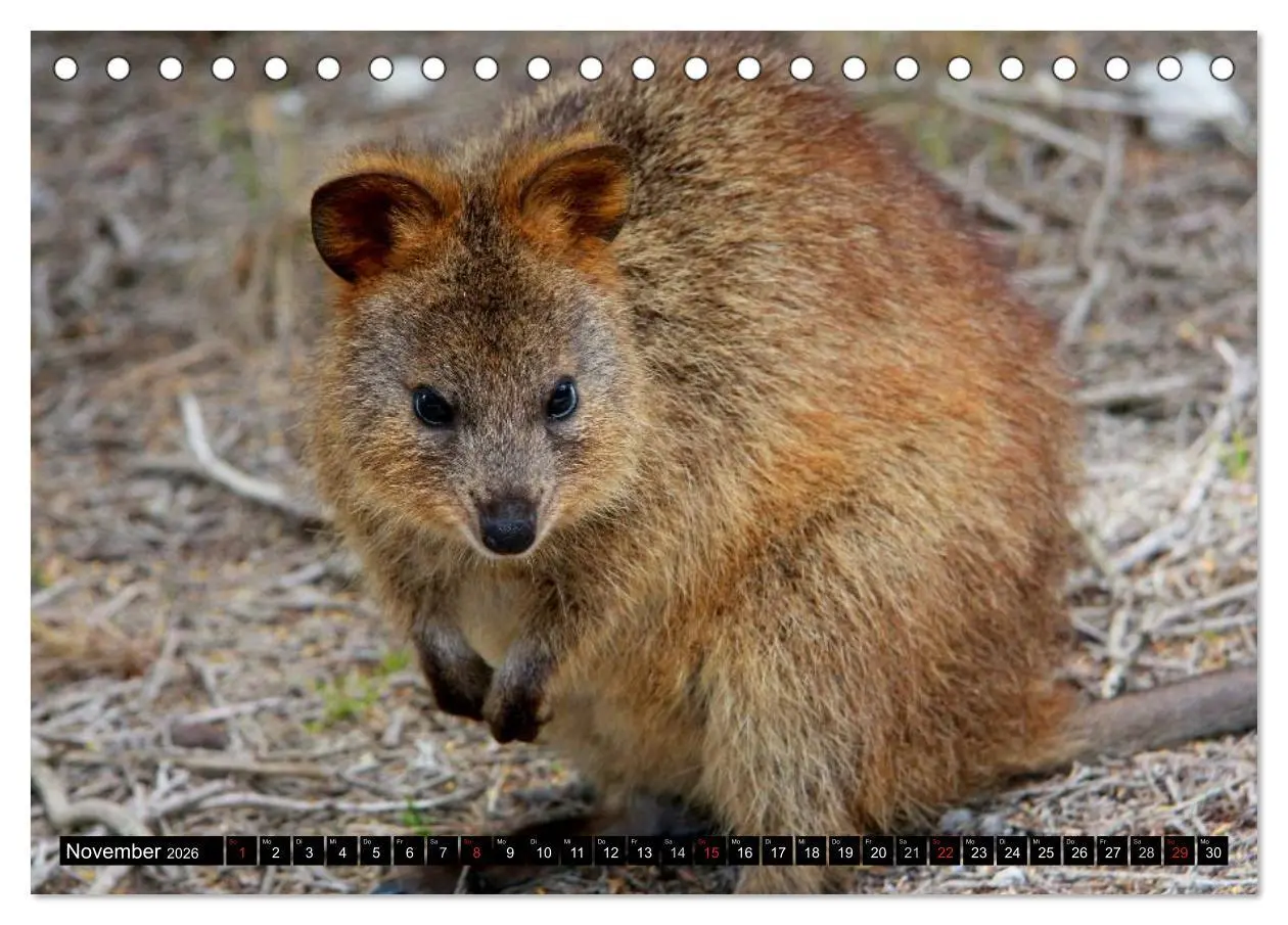 Bild: 9783516111545 | Australiens Tierwelt (Tischkalender 2026 DIN A5 quer), CALVENDO...