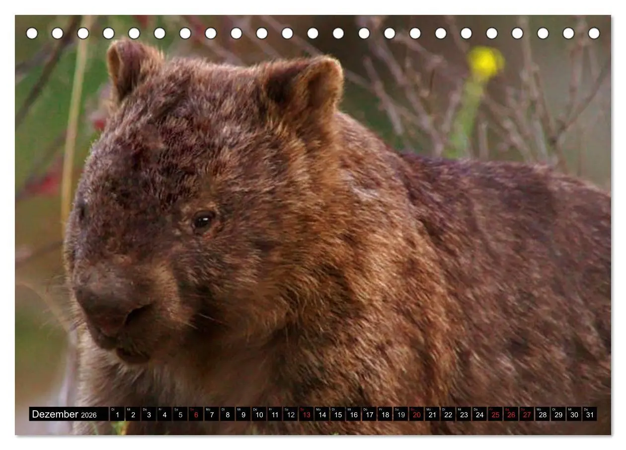 Bild: 9783516111545 | Australiens Tierwelt (Tischkalender 2026 DIN A5 quer), CALVENDO...