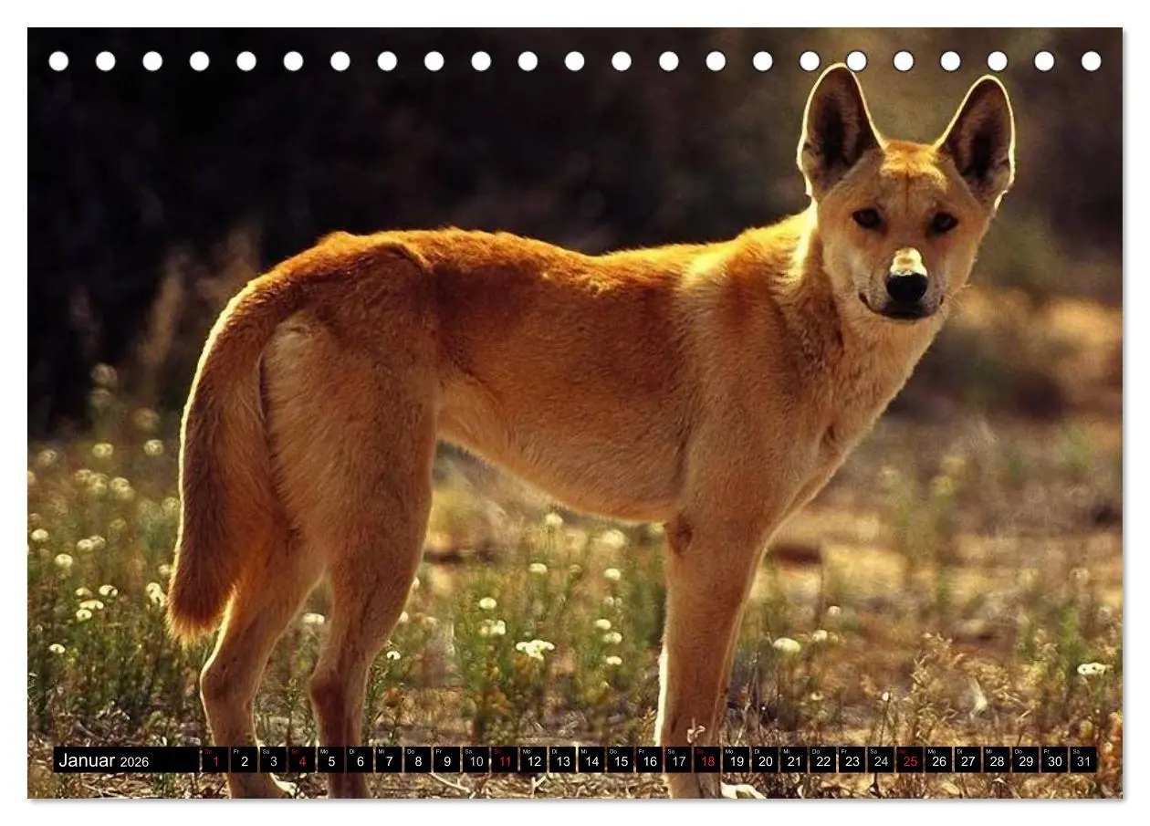 Bild: 9783516111545 | Australiens Tierwelt (Tischkalender 2026 DIN A5 quer), CALVENDO...