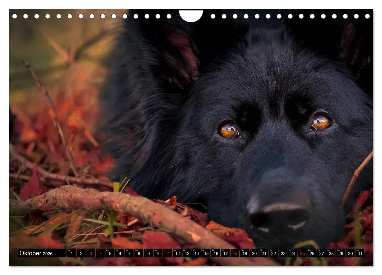 Bild: 9783516031645 | Schwarz ist schön! Der lackschwarze altdeutsche Schäferhund...