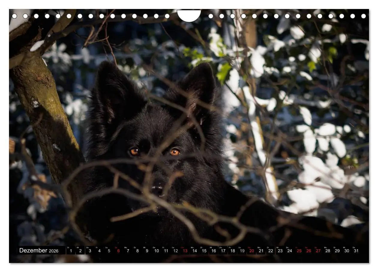 Bild: 9783516031645 | Schwarz ist schön! Der lackschwarze altdeutsche Schäferhund...