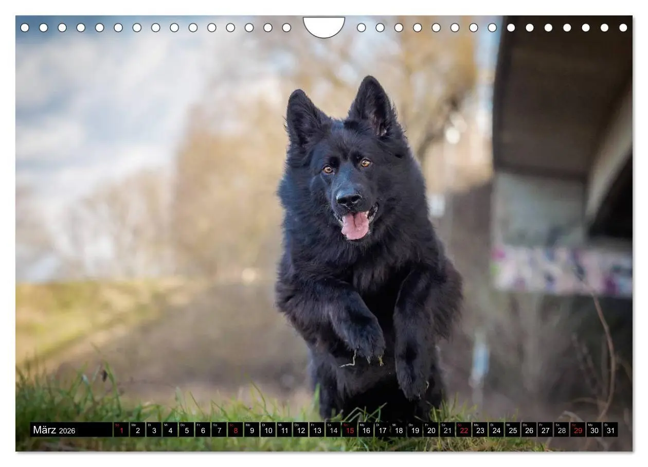 Bild: 9783516031645 | Schwarz ist schön! Der lackschwarze altdeutsche Schäferhund...