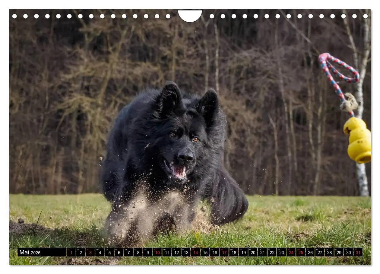 Bild: 9783516031645 | Schwarz ist schön! Der lackschwarze altdeutsche Schäferhund...