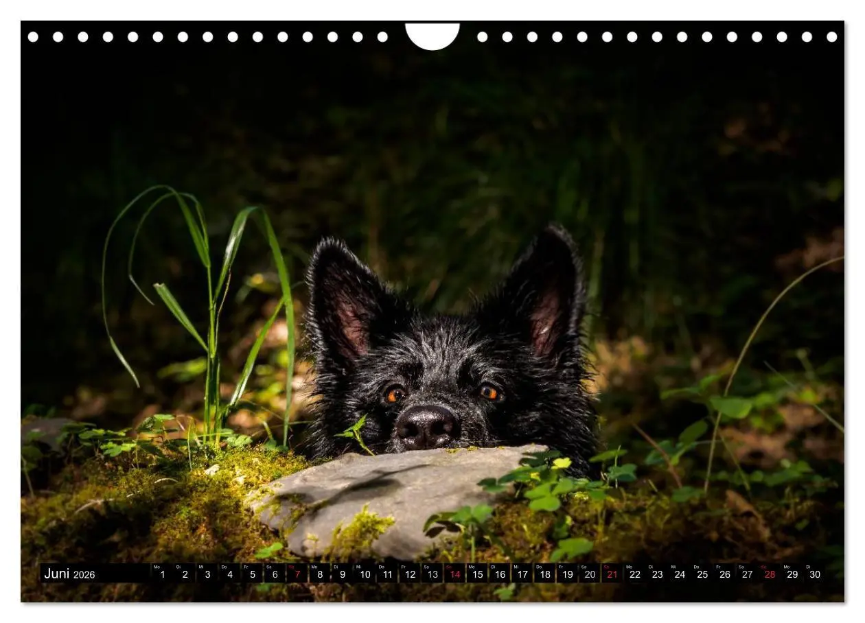 Bild: 9783516031645 | Schwarz ist schön! Der lackschwarze altdeutsche Schäferhund...