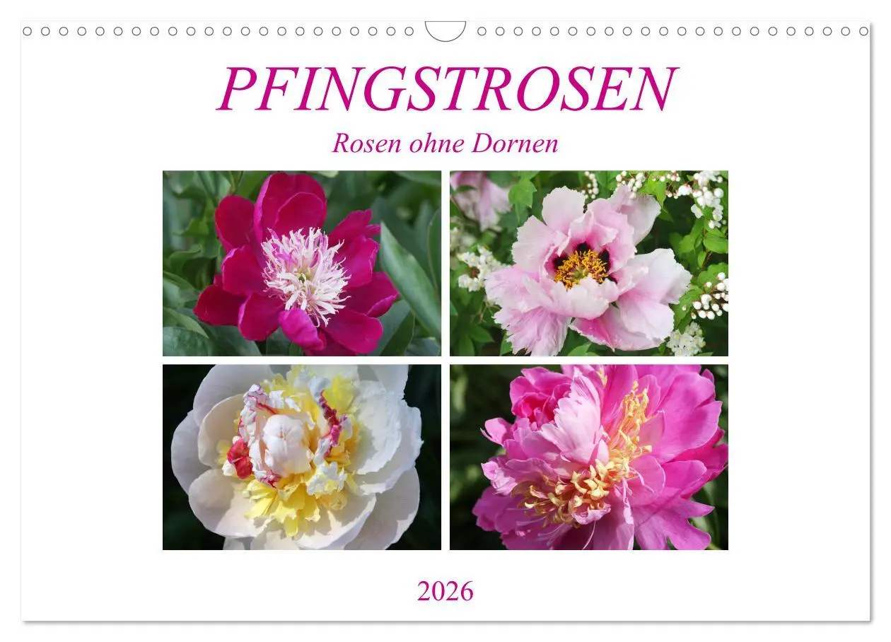 Cover: 9783457931745 | PFINGSTROSEN Rosen ohne Dornen (Wandkalender 2026 DIN A3 quer),...