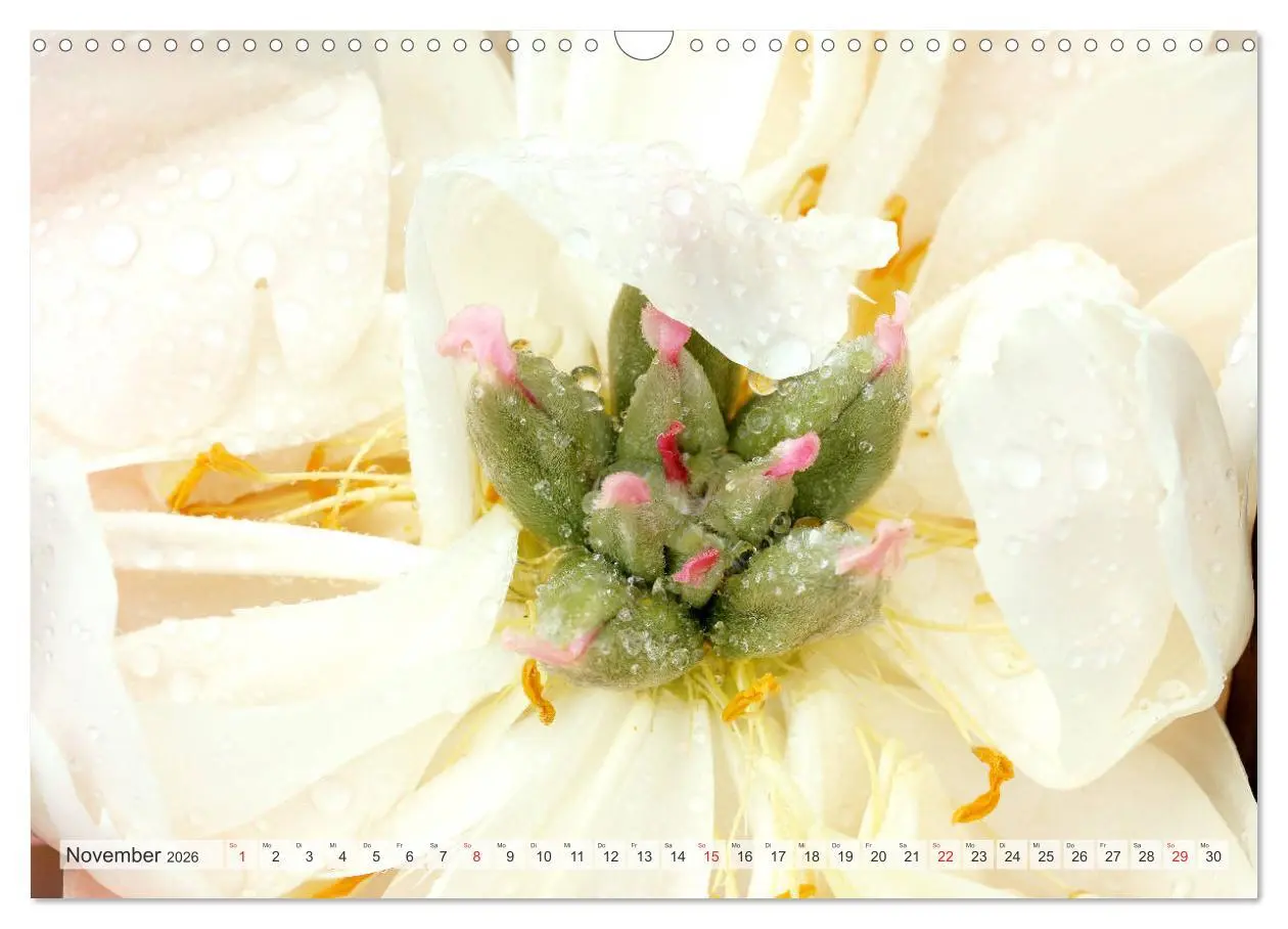 Bild: 9783457931745 | PFINGSTROSEN Rosen ohne Dornen (Wandkalender 2026 DIN A3 quer),...
