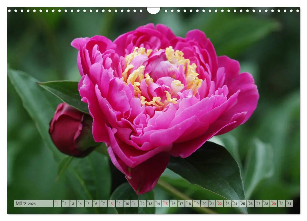 Bild: 9783457931745 | PFINGSTROSEN Rosen ohne Dornen (Wandkalender 2026 DIN A3 quer),...