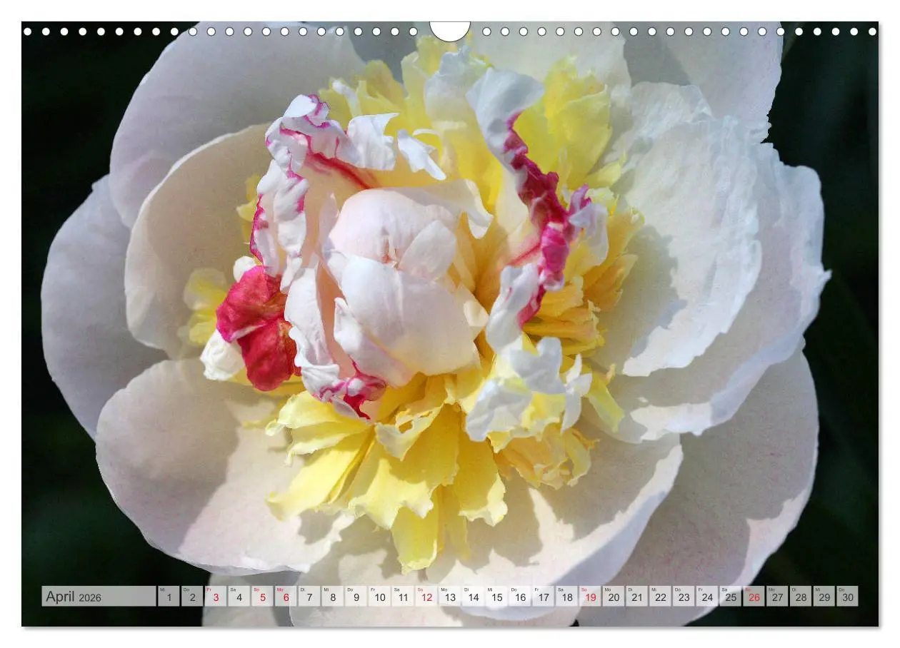 Bild: 9783457931745 | PFINGSTROSEN Rosen ohne Dornen (Wandkalender 2026 DIN A3 quer),...
