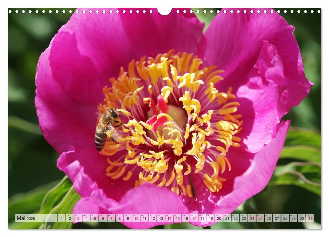 Bild: 9783457931745 | PFINGSTROSEN Rosen ohne Dornen (Wandkalender 2026 DIN A3 quer),...