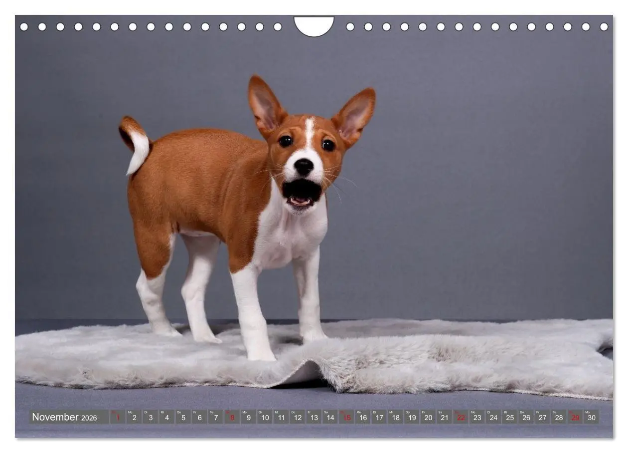 Bild: 9783516711745 | Eine Reise in die Welt der Basenjis (Wandkalender 2026 DIN A4...