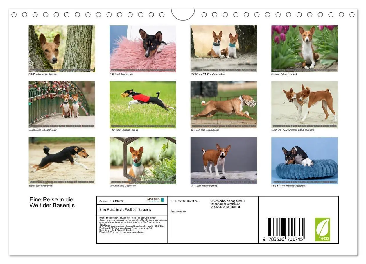 Bild: 9783516711745 | Eine Reise in die Welt der Basenjis (Wandkalender 2026 DIN A4...