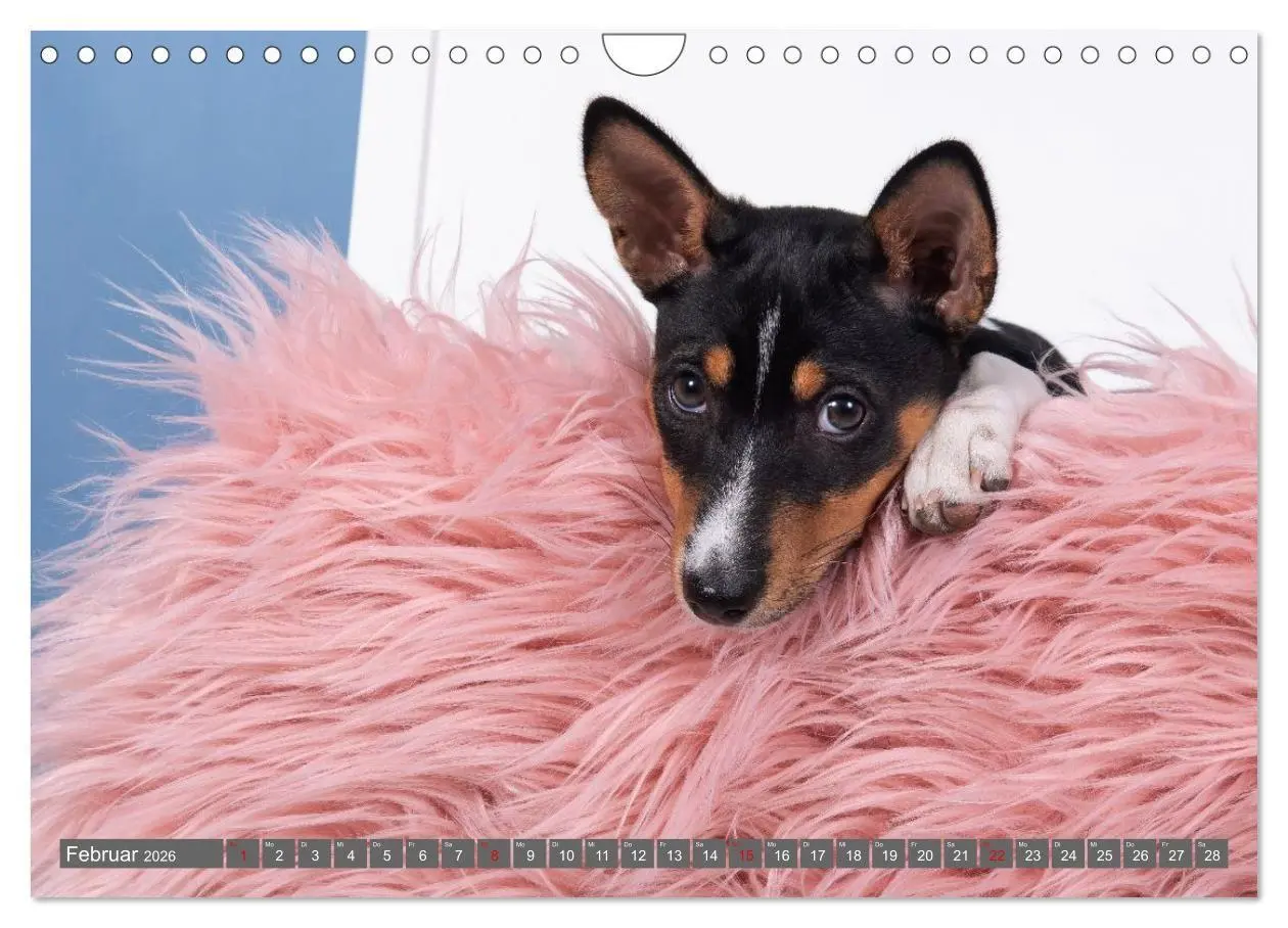 Bild: 9783516711745 | Eine Reise in die Welt der Basenjis (Wandkalender 2026 DIN A4...